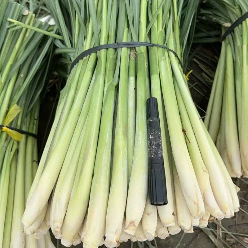 柠檬香茅草，366天有货
