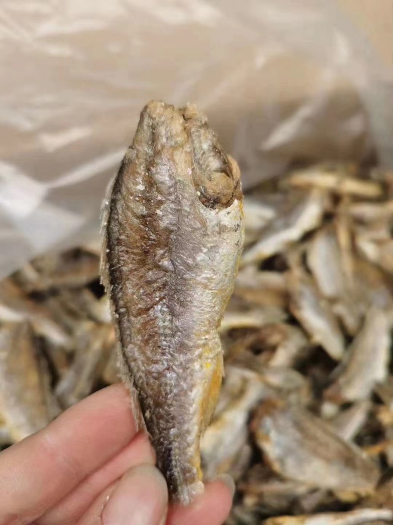 厂价批发香酥小黄鱼香酥鱼质量好价格低品质有保障