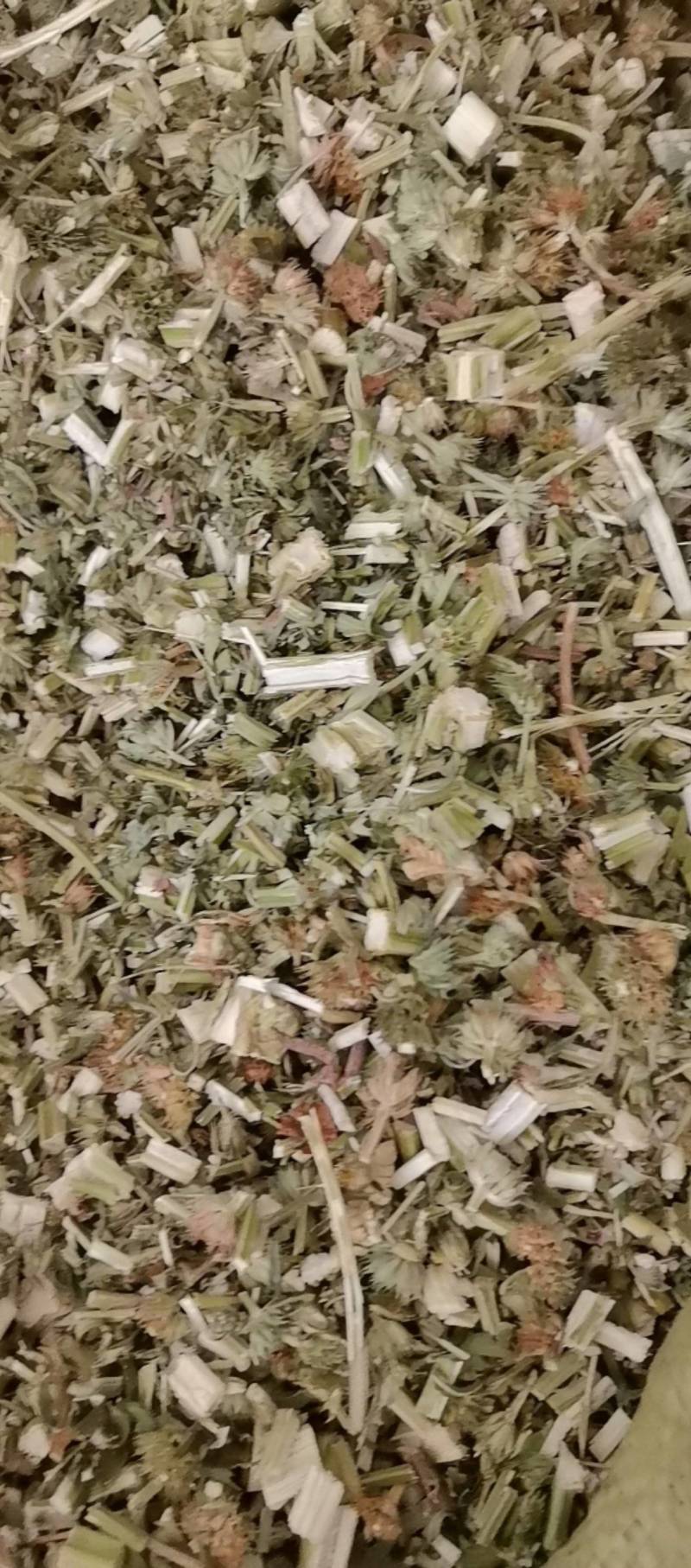 山东菏泽一手货源益母草品质好价格优对接全国市场欢迎采购