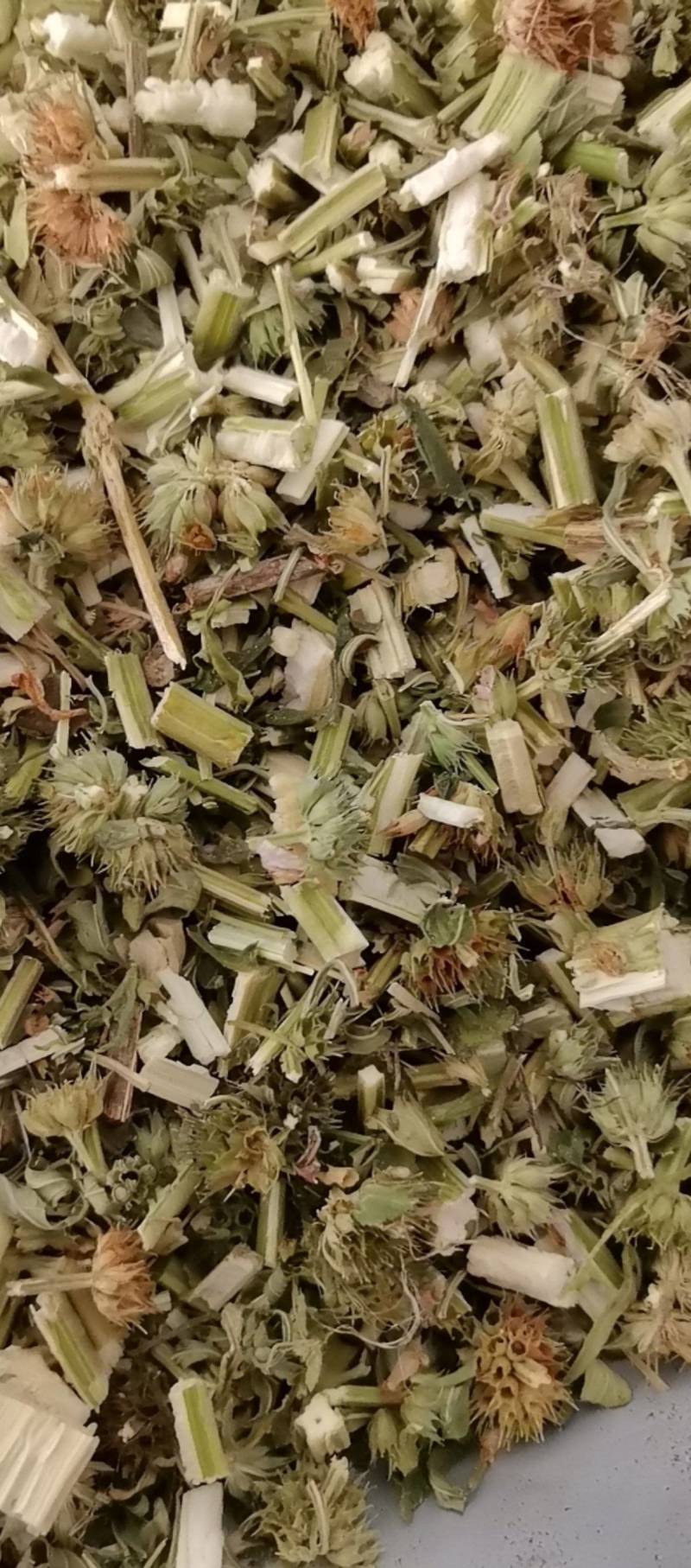 山东菏泽一手货源益母草品质好价格优对接全国市场欢迎采购