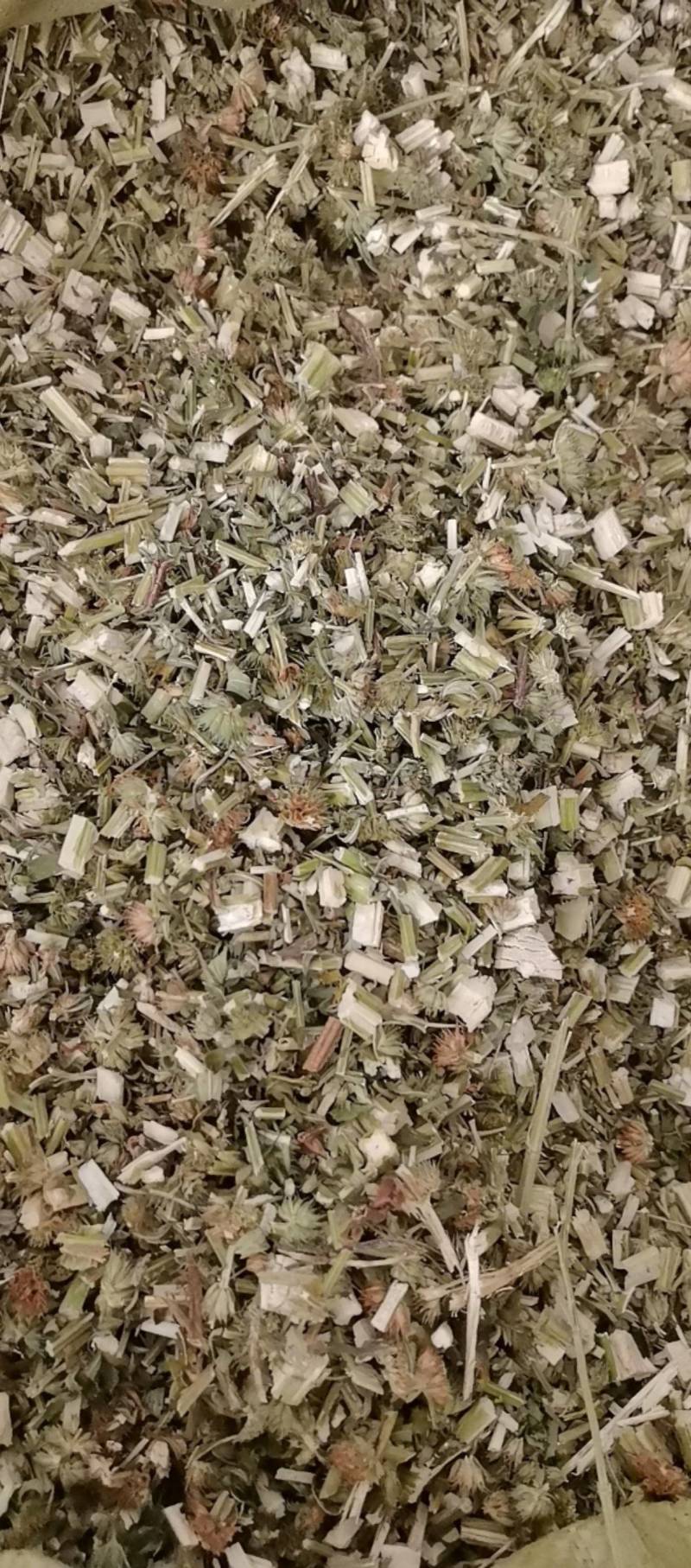 山东菏泽一手货源益母草品质好价格优对接全国市场欢迎采购