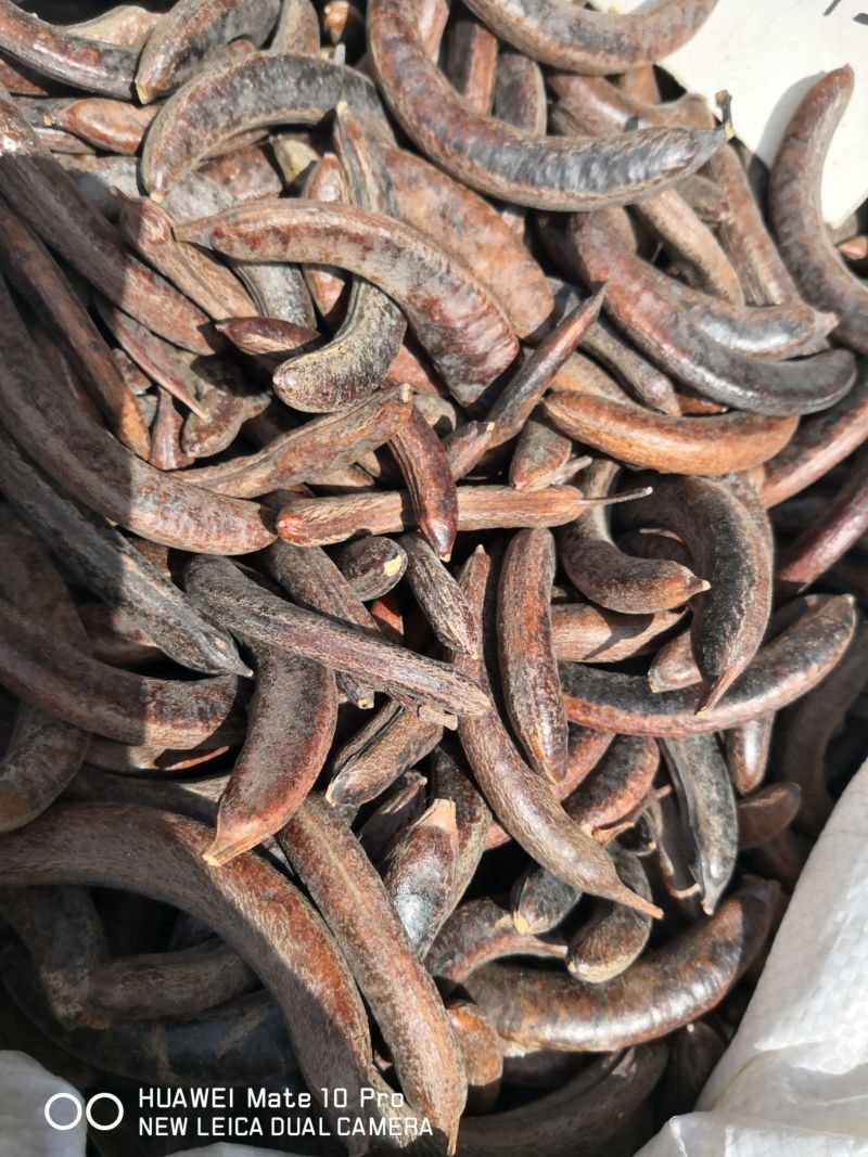皂角猪牙皂干货个子小个选货
