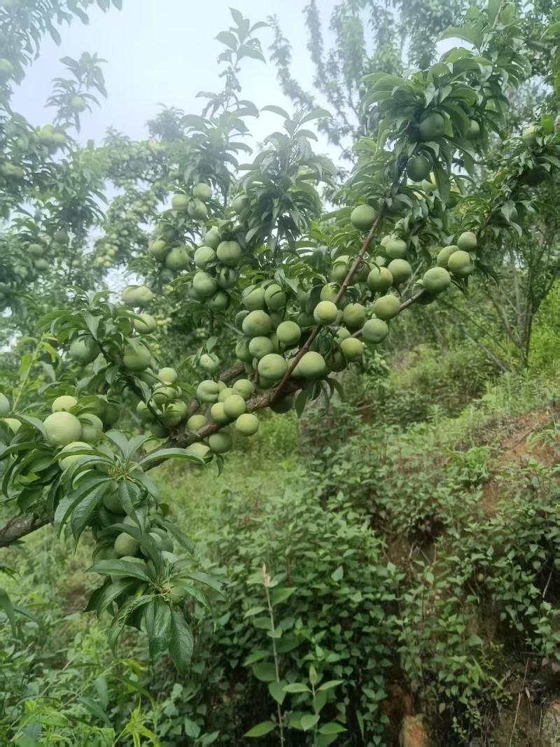 5月脆皮李