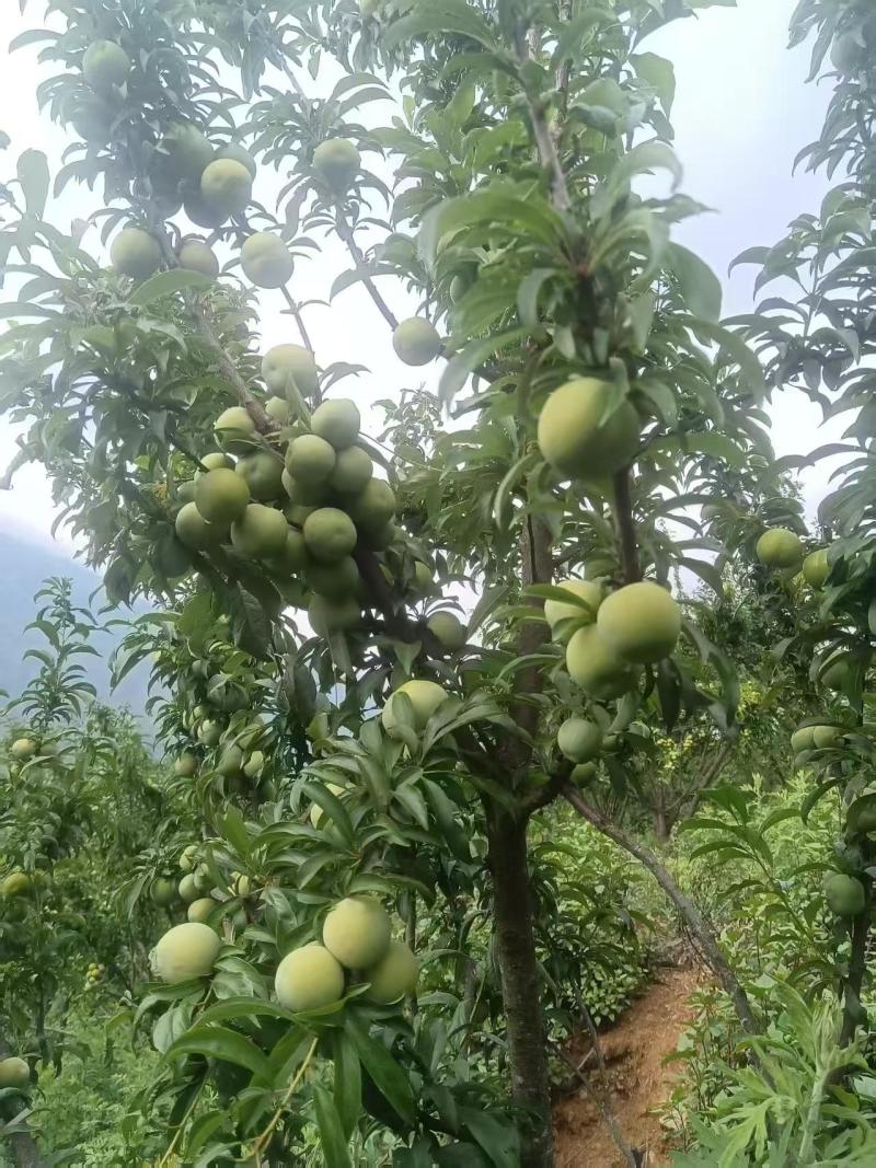 5月脆皮李