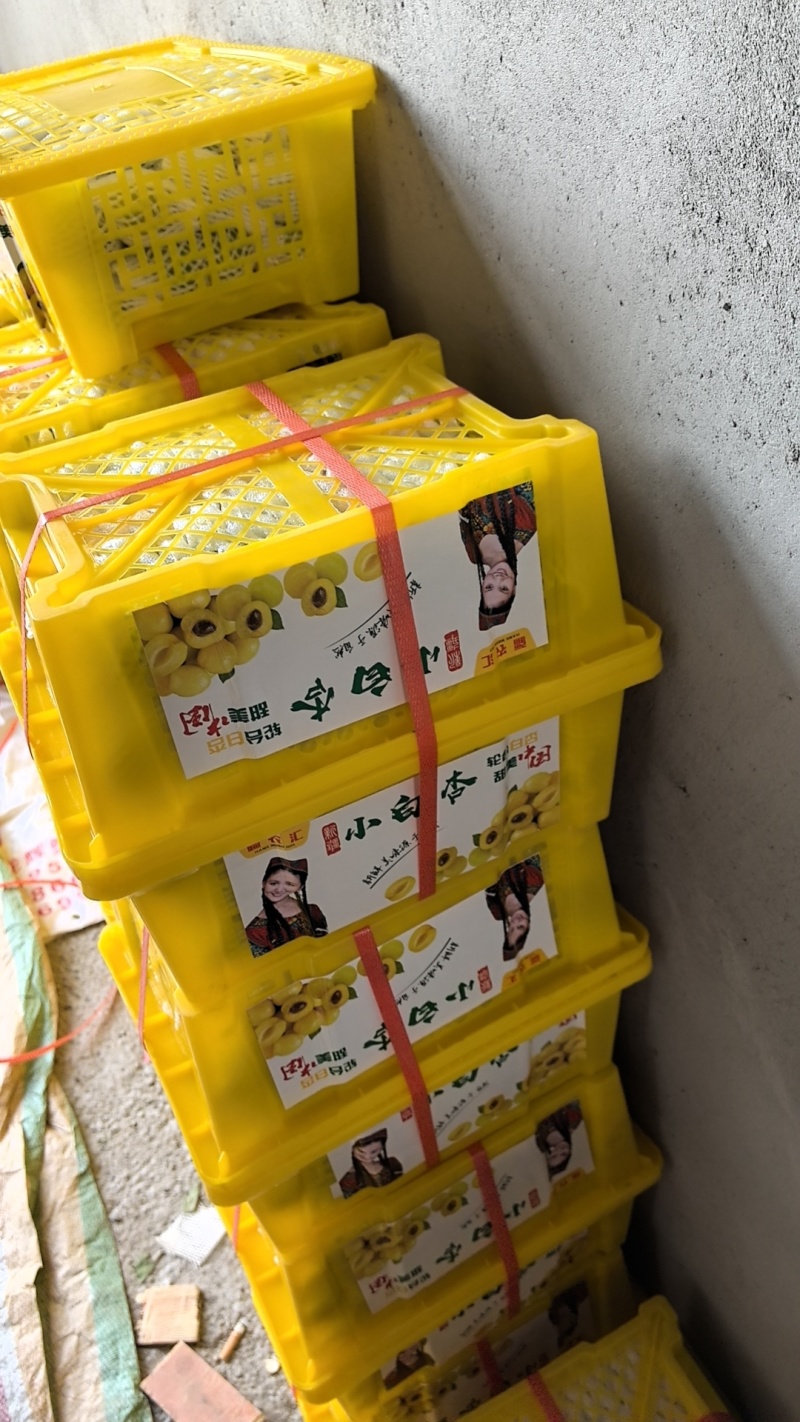小白杏