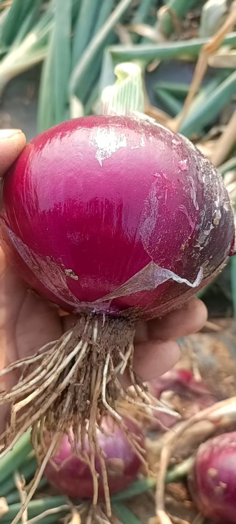 紫皮洋葱大量上市中质量好无烂头个头均匀颜色新鲜大小车都装