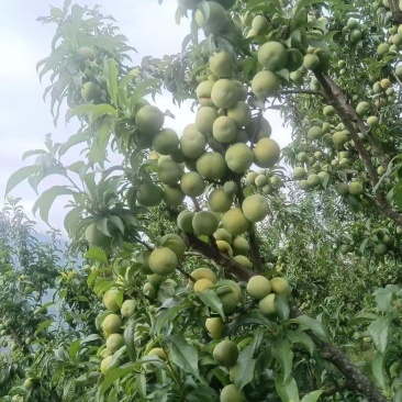 5月脆皮李