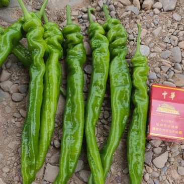 精品货源充足，当天现摘现发车，诚信第一，质量保证欢迎订购