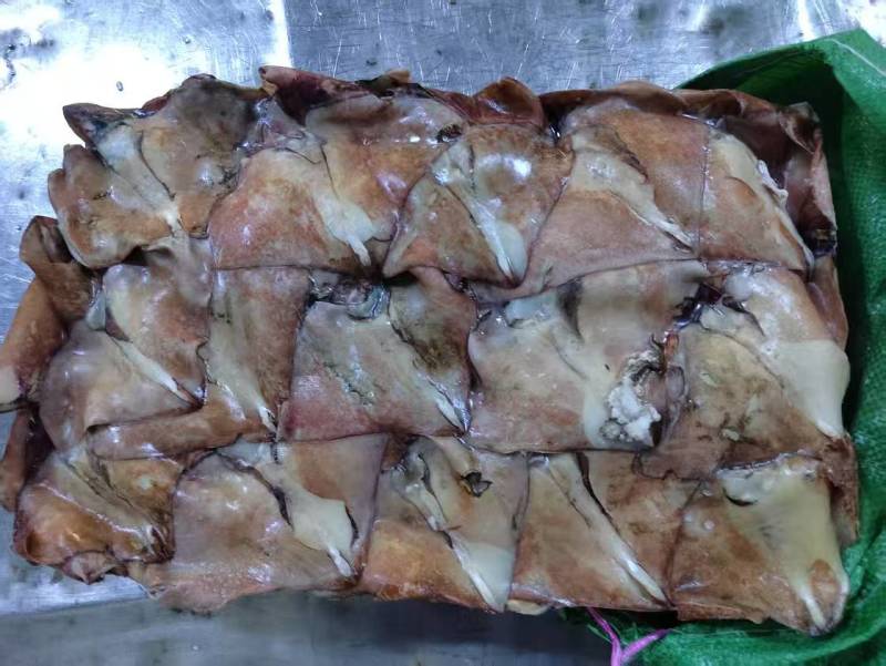 北太鱿鱼耳