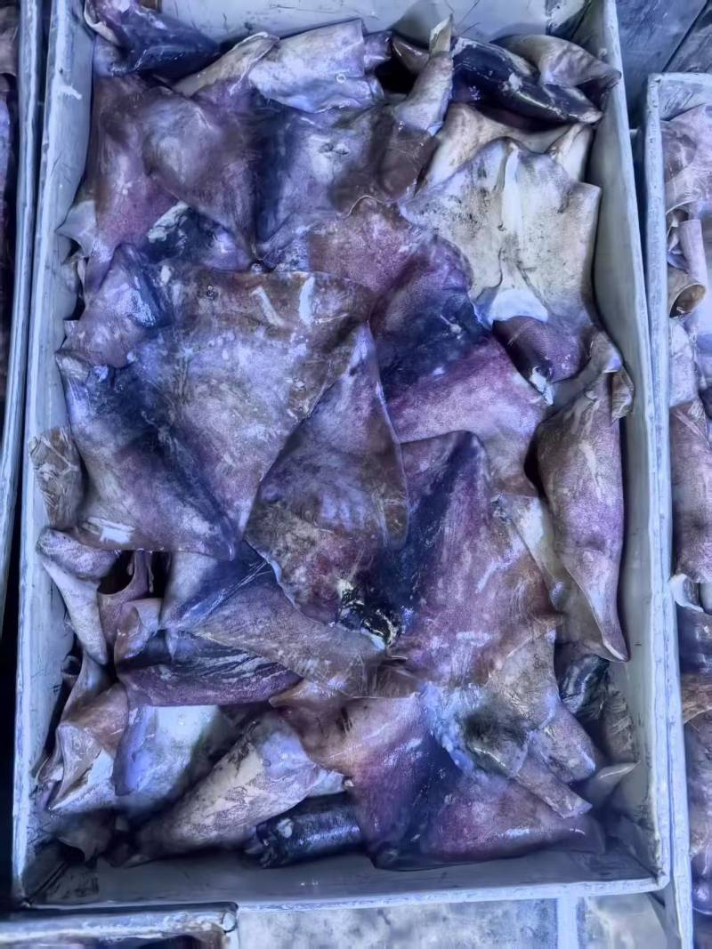 北太鱿鱼耳