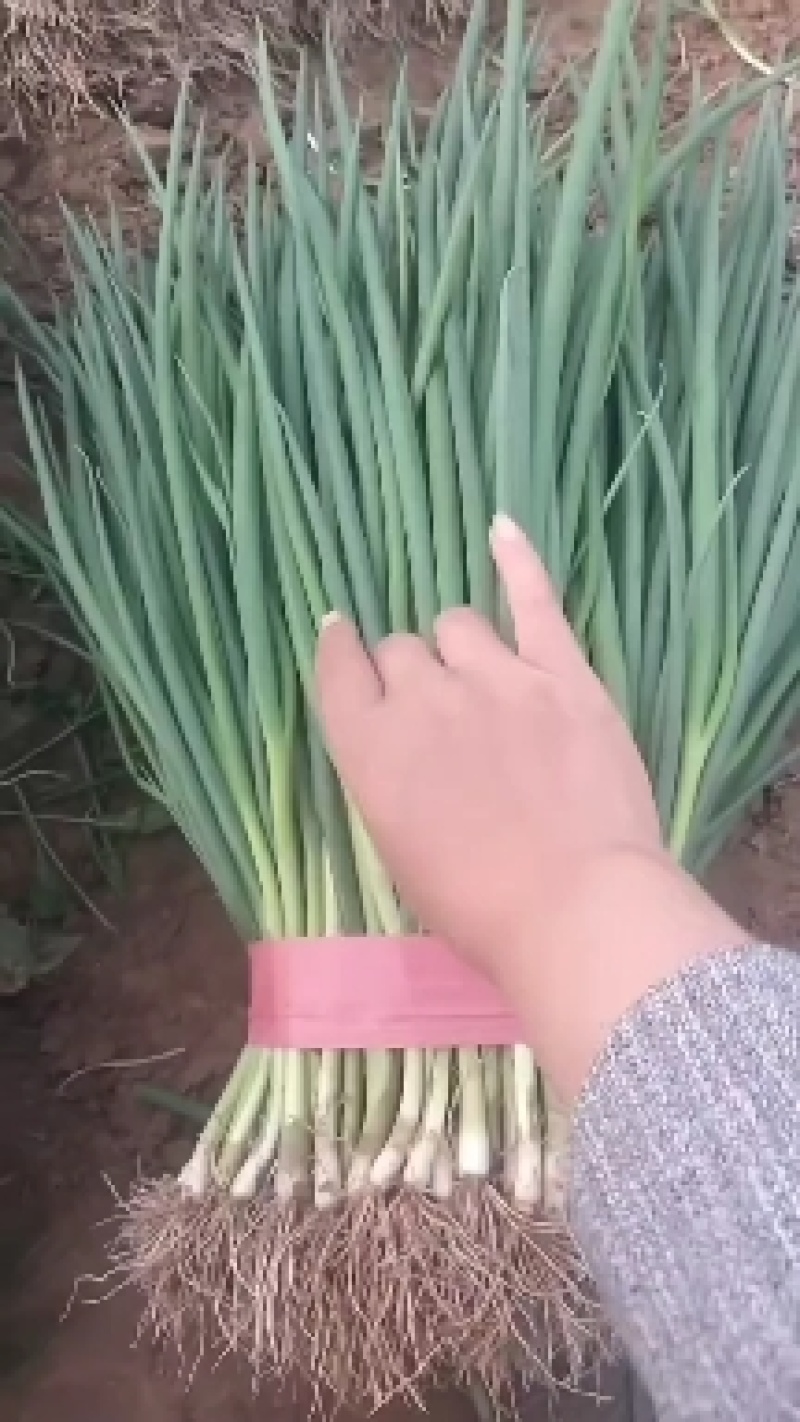葱苗，
