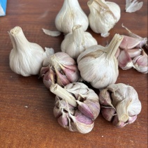 川蒜二水早正月早四川大蒜红皮蒜产地直发