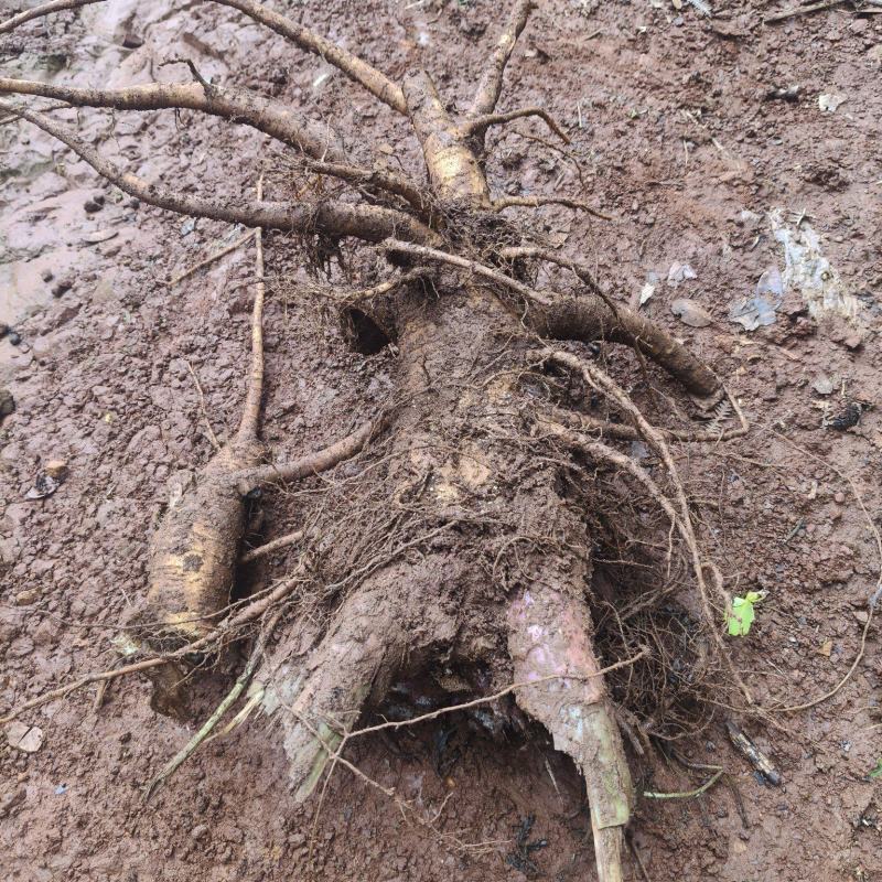 野生商陆鲜货大量出