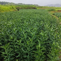 龙牙百合发片种