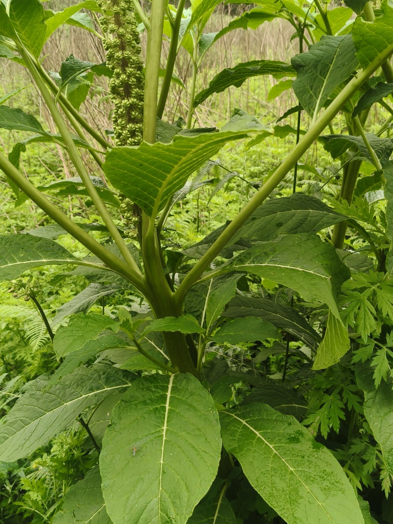 野生商陆鲜货大量出