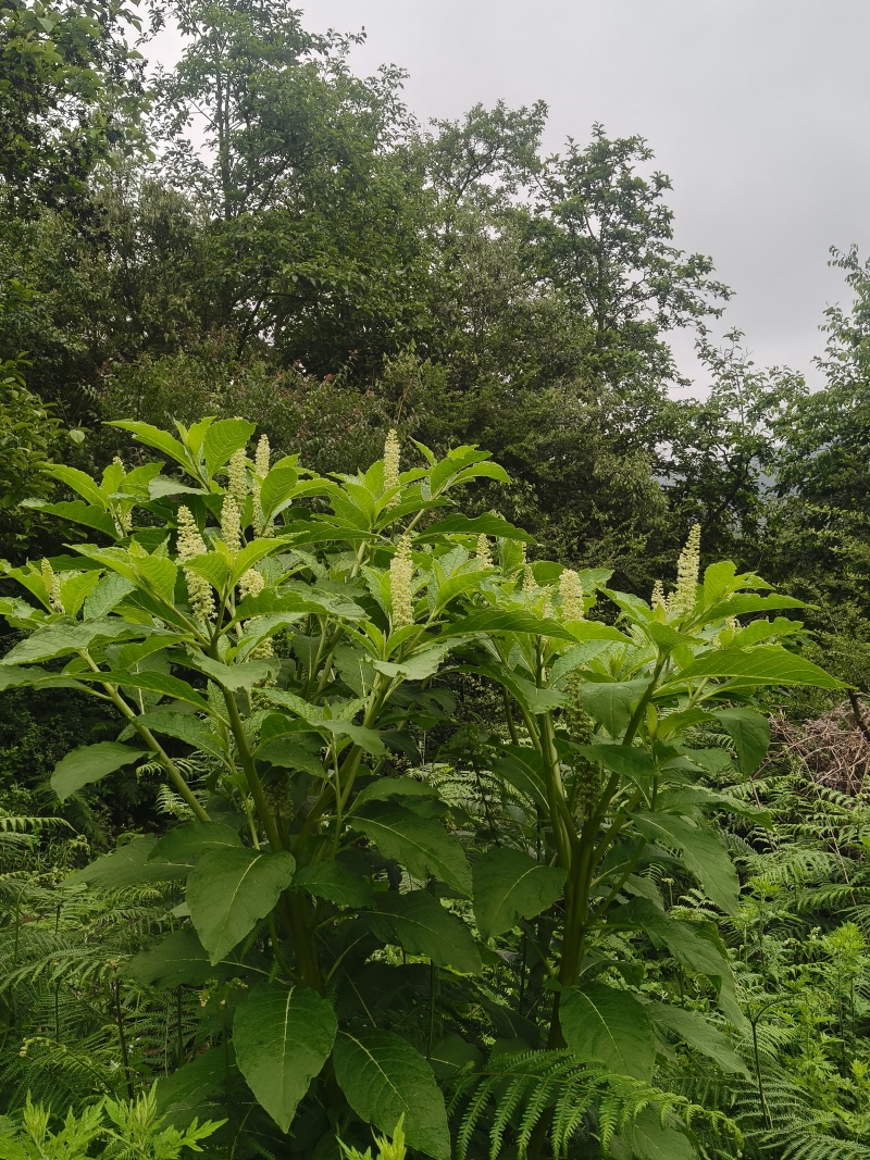 野生商陆鲜货大量出
