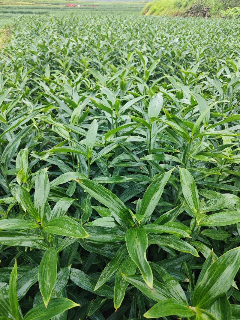 龙牙百合发片种
