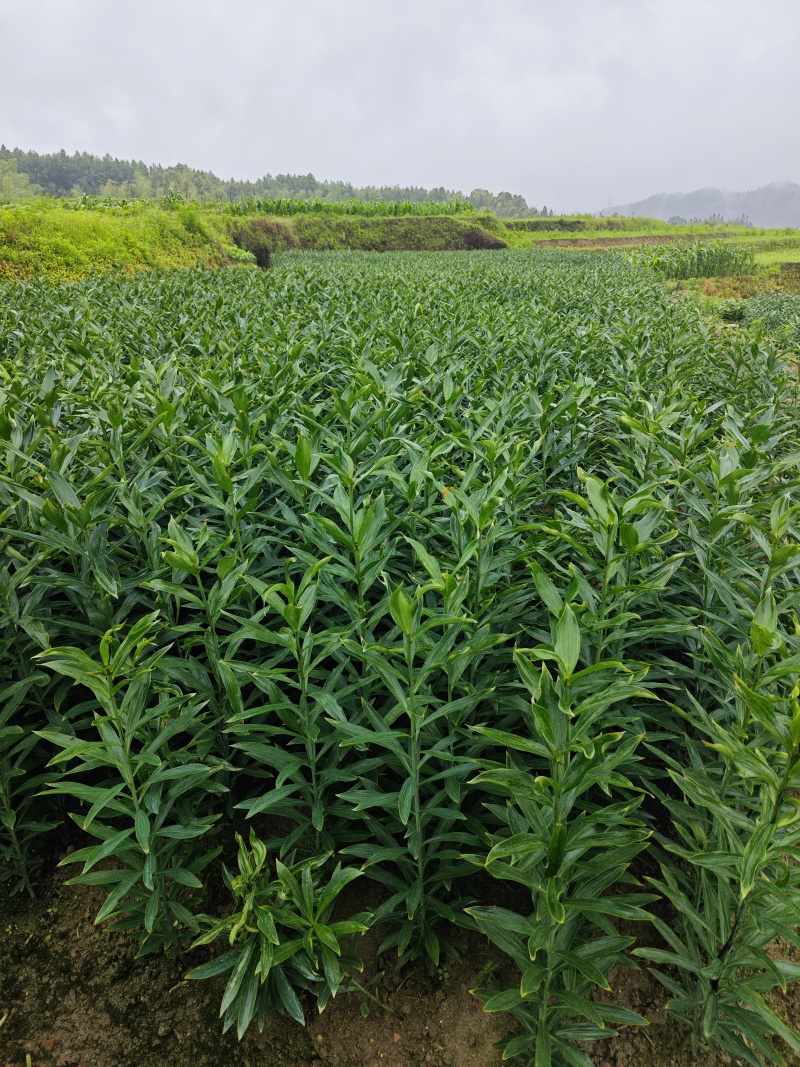龙牙百合发片种