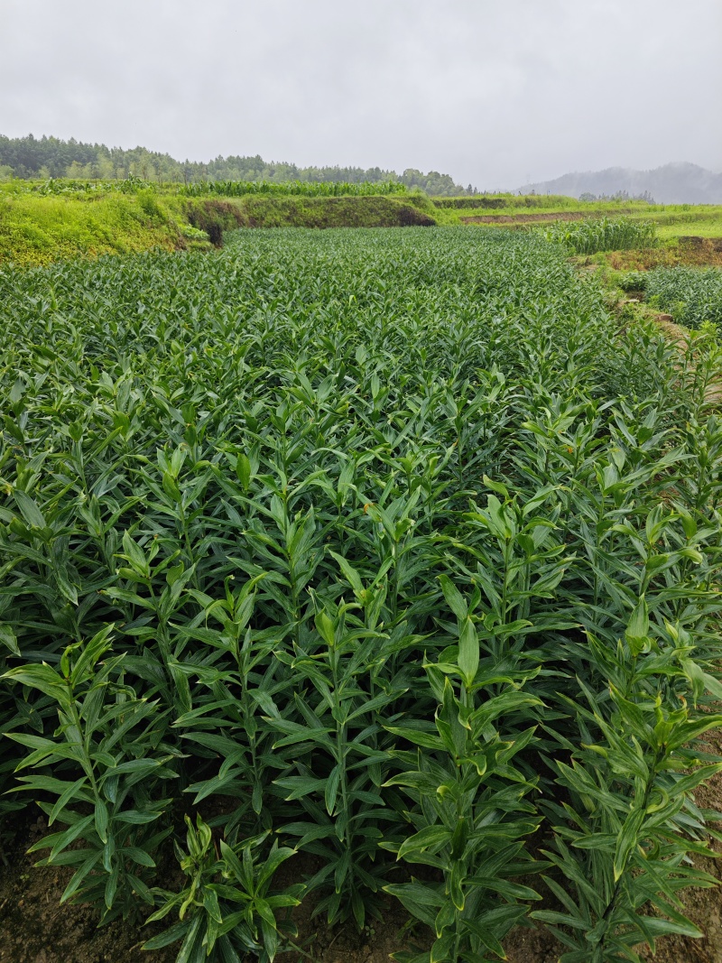 龙牙百合发片种