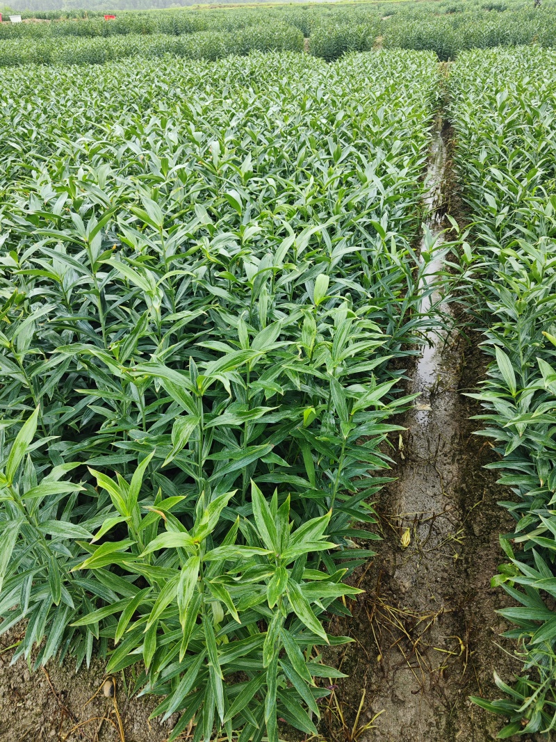 龙牙百合发片种