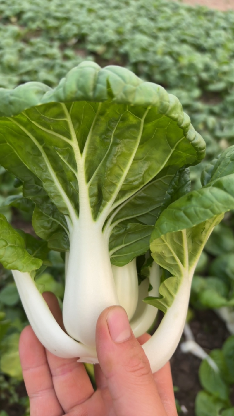 精品奶白菜