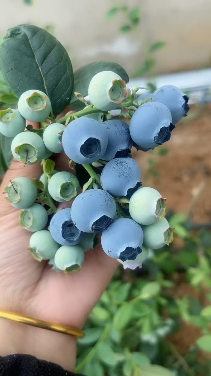 露天头茬蓝莓，薄雾来克西蓝丰F6等