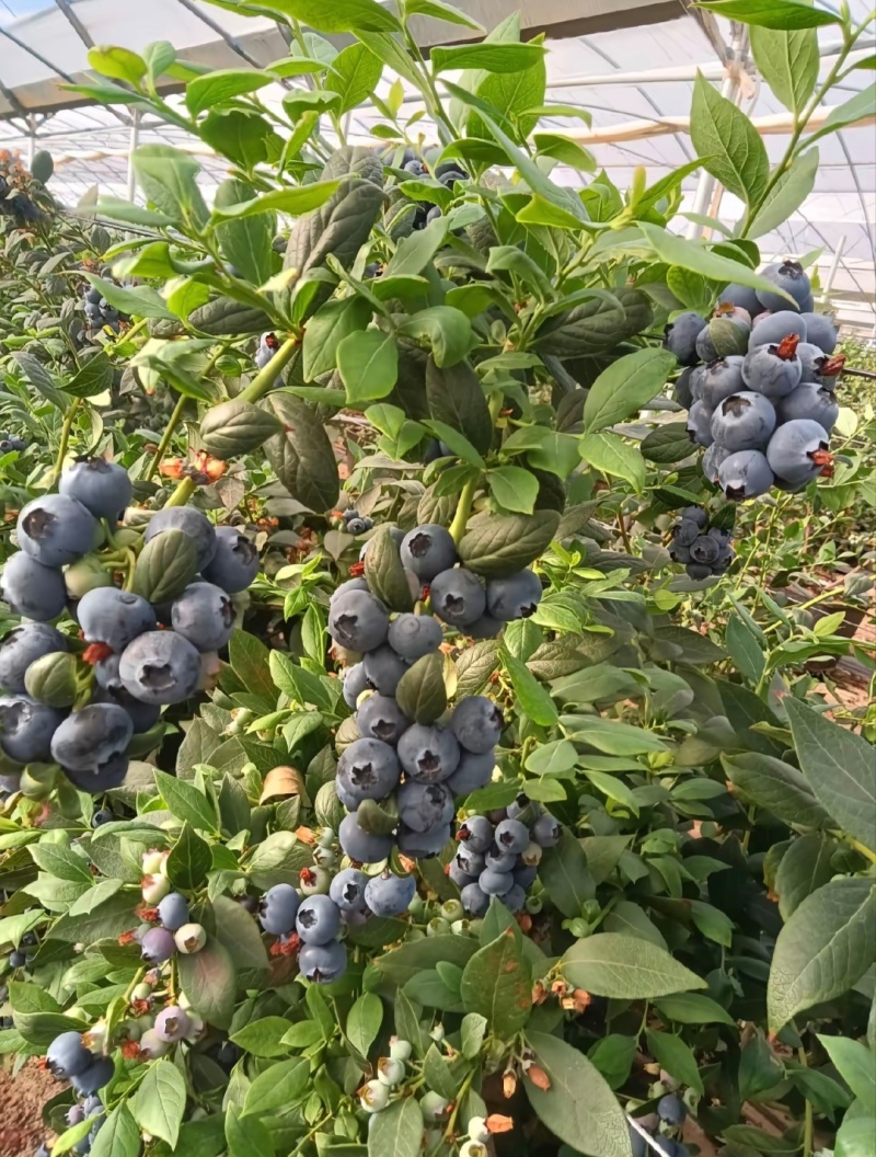 露天头茬蓝莓，薄雾来克西蓝丰F6等