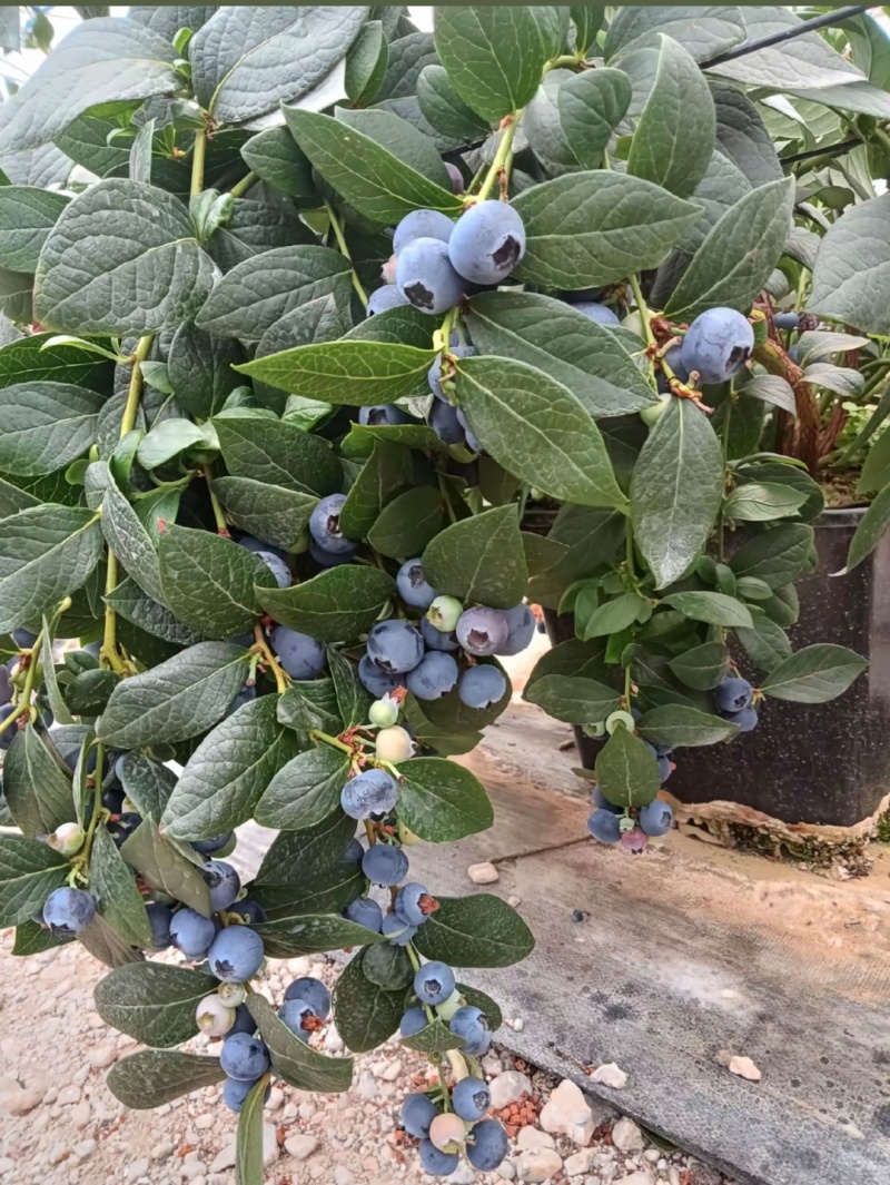 露天头茬蓝莓，薄雾来克西蓝丰F6等