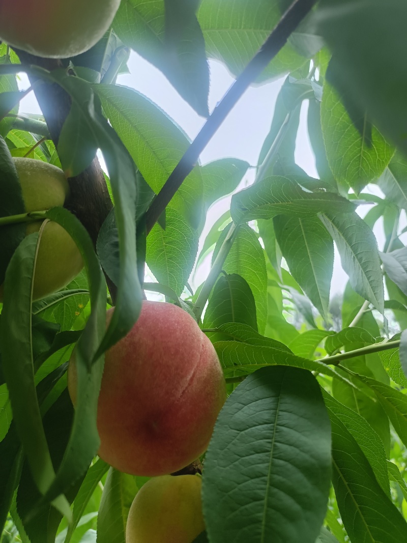 四川烟紫脆大量上市，