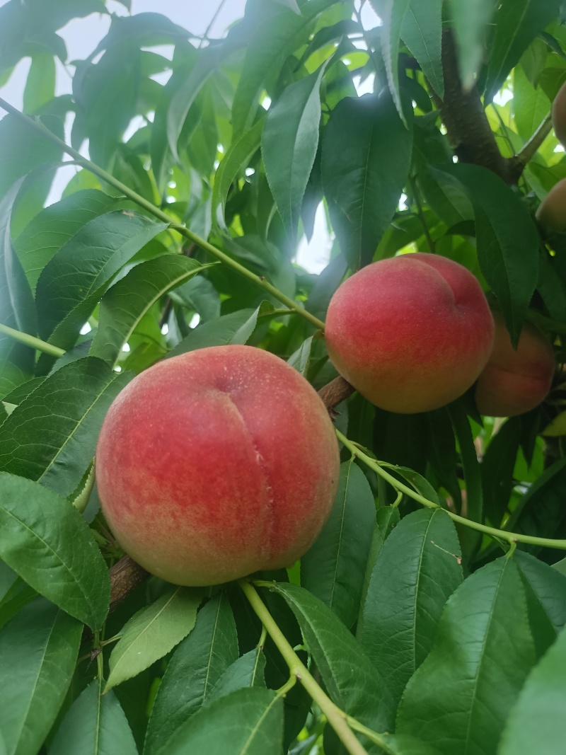 四川烟紫脆大量上市，