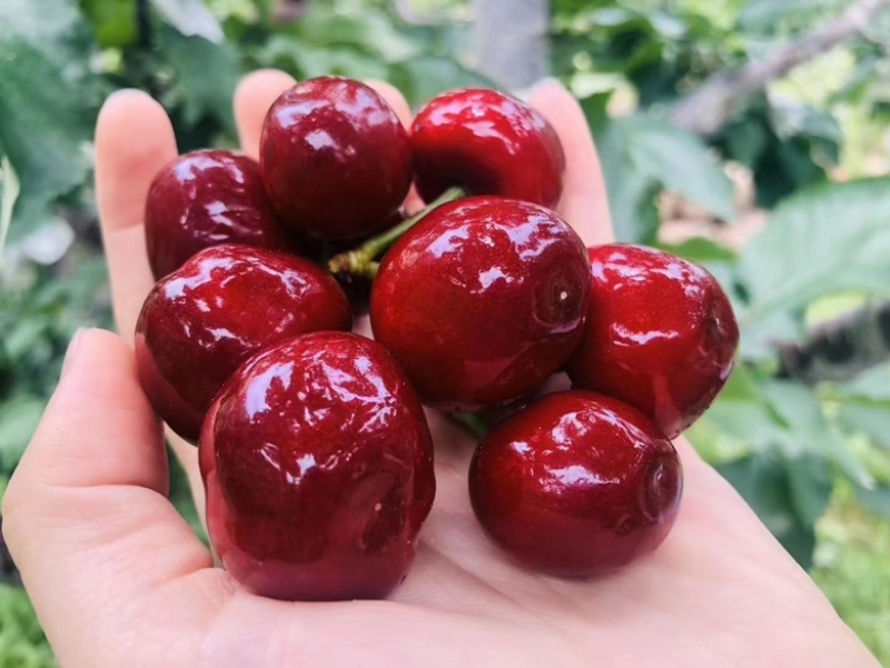 汶川高山独特的环境，强烈的光照，成就了好吃的车厘子🍒