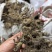 新鲜下山货九华山野生鲜品黄精，带根须保鲜发货。