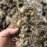 新鲜下山货九华山野生鲜品黄精，带根须保鲜发货。