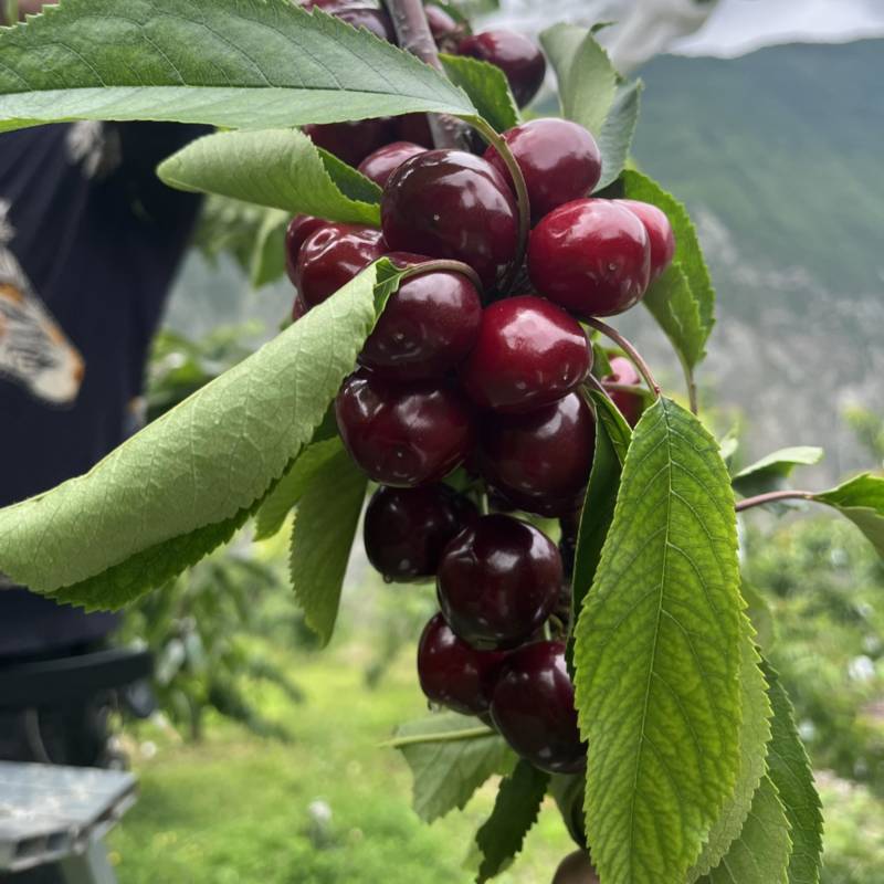 汶川高山独特的环境，强烈的光照，成就了好吃的车厘子🍒