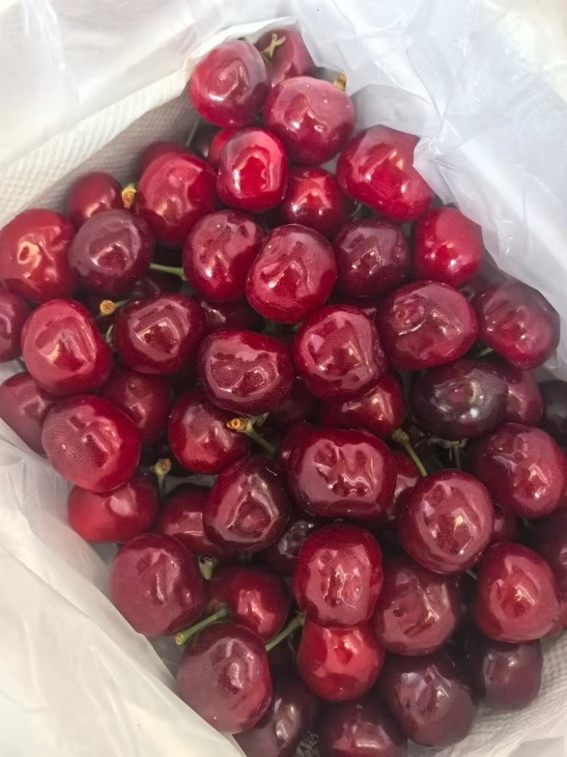 汶川高山独特的环境，强烈的光照，成就了好吃的车厘子🍒