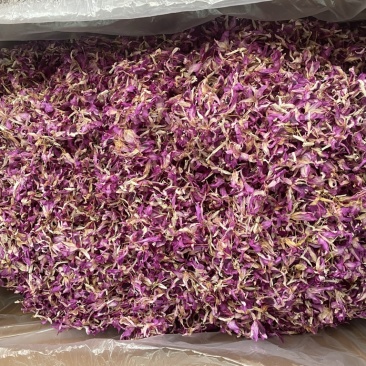 紫色铁皮石斛花大货批发