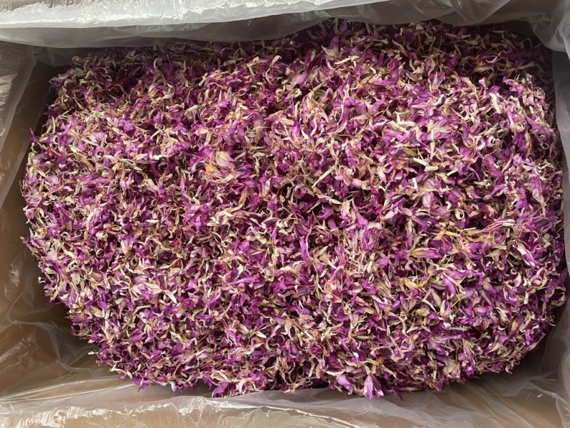 紫色铁皮石斛花大货批发