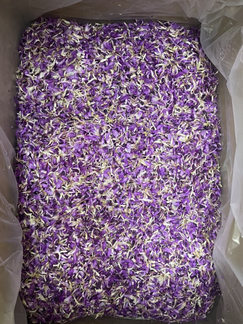 紫色铁皮石斛花大货批发