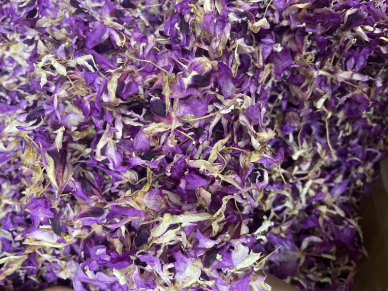 紫色铁皮石斛花大货批发