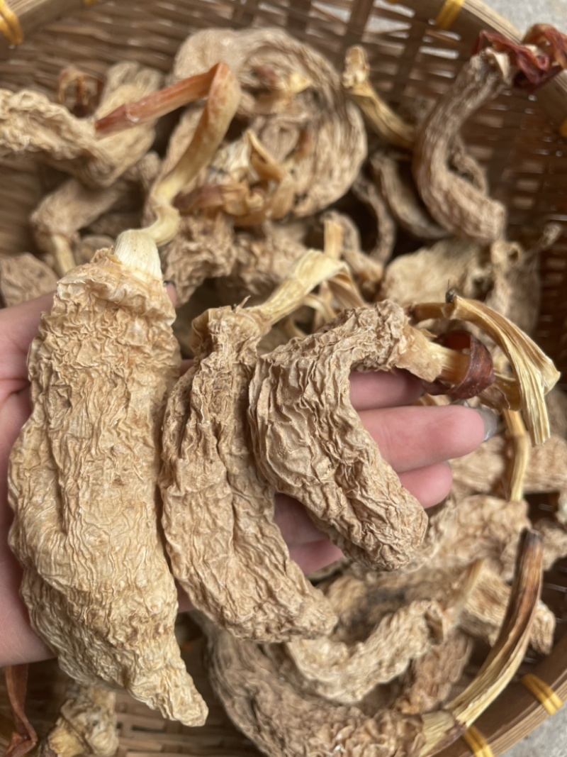 野生天麻带苗天麻纯产地一手货源欢迎随时订购