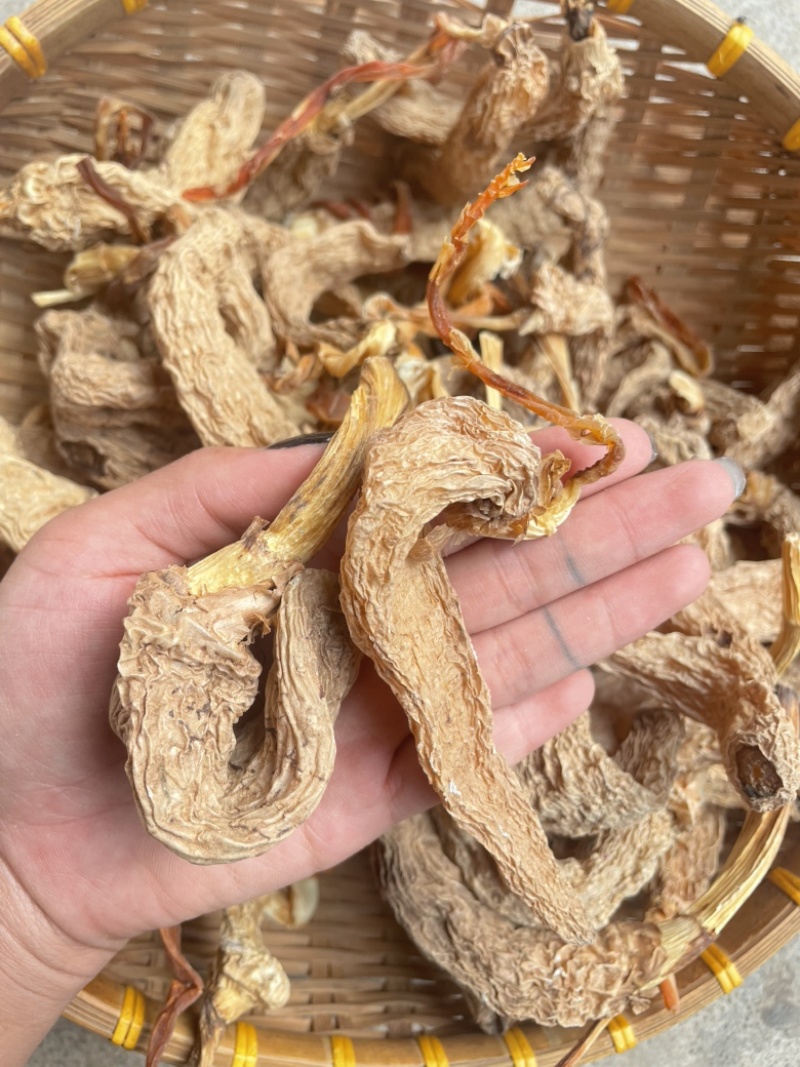 野生天麻带苗天麻纯产地一手货源欢迎随时订购