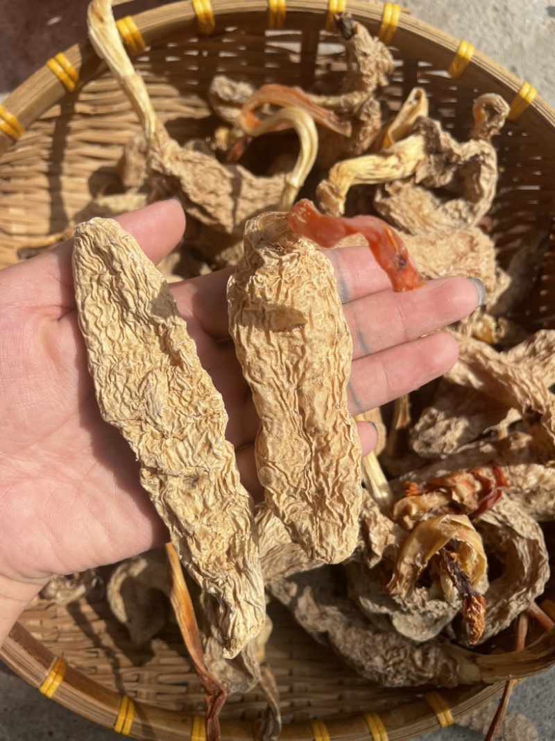 野生天麻带苗天麻纯产地一手货源欢迎随时订购