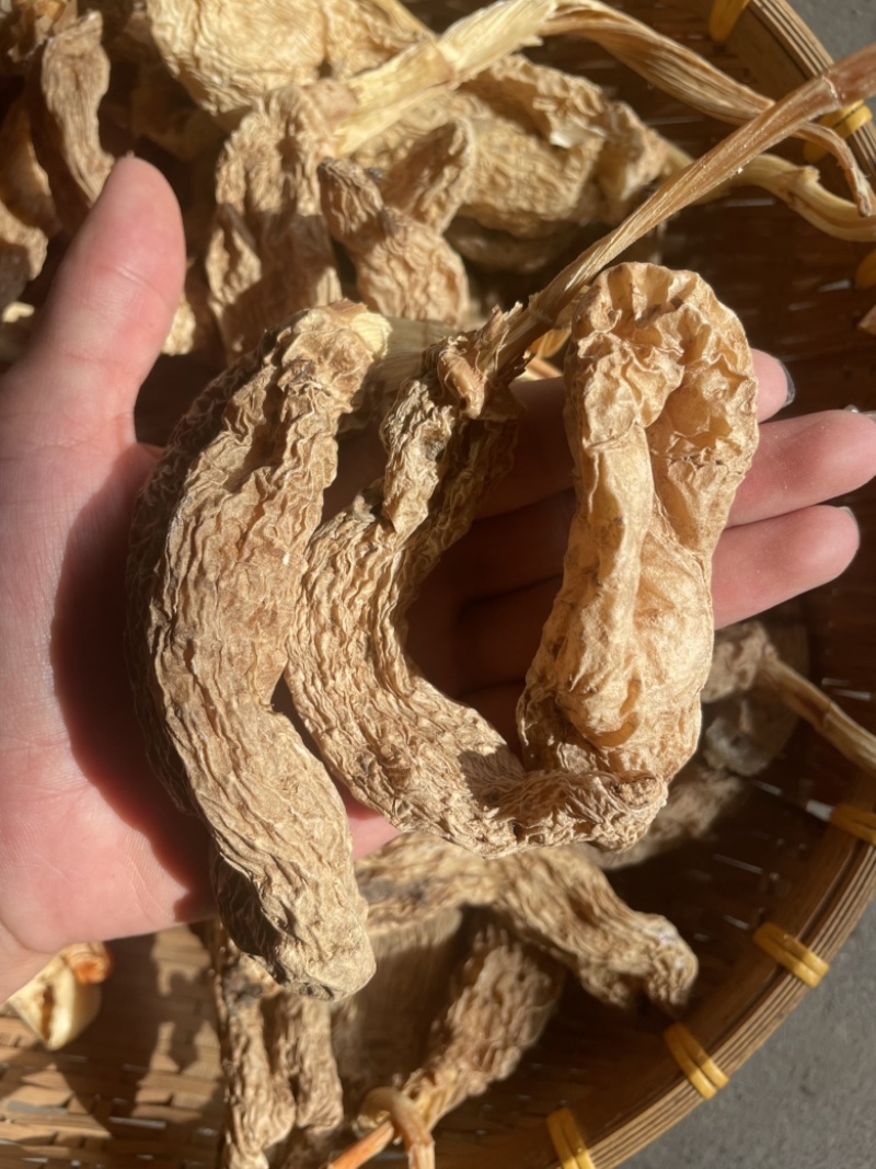 野生天麻带苗天麻纯产地一手货源欢迎随时订购