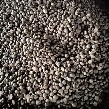 通货山茶油