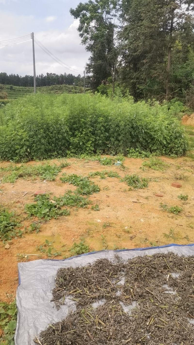 红艾草