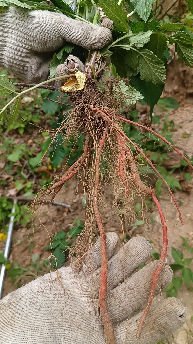 丹参条血参根选条个子河南伏牛山裕丹参