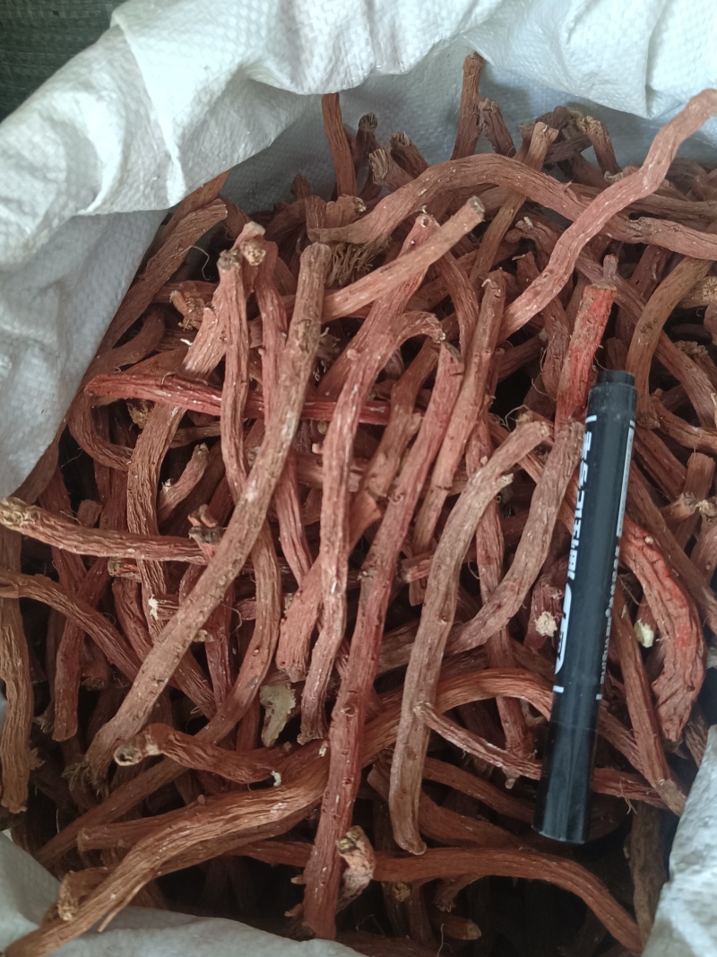 丹参条血参根选条个子河南伏牛山裕丹参