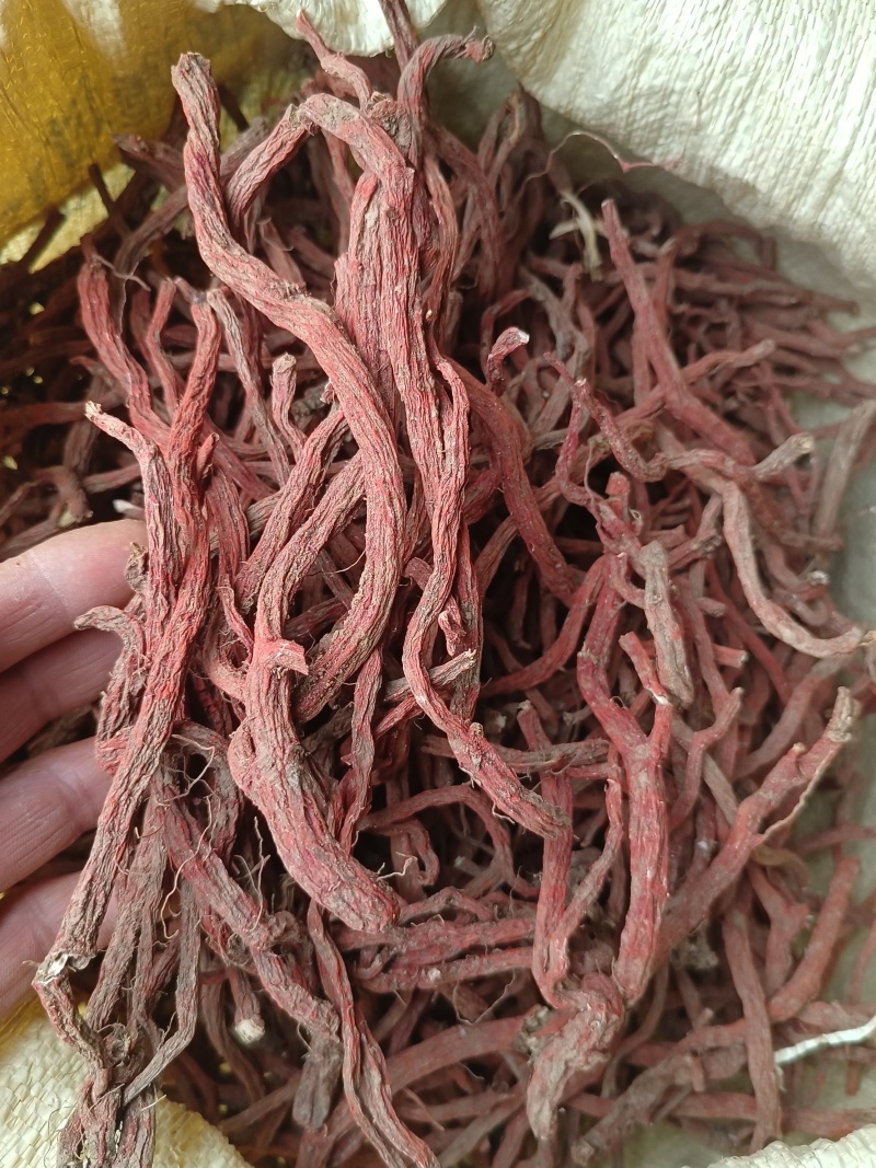 丹参条血参根选条个子河南伏牛山裕丹参