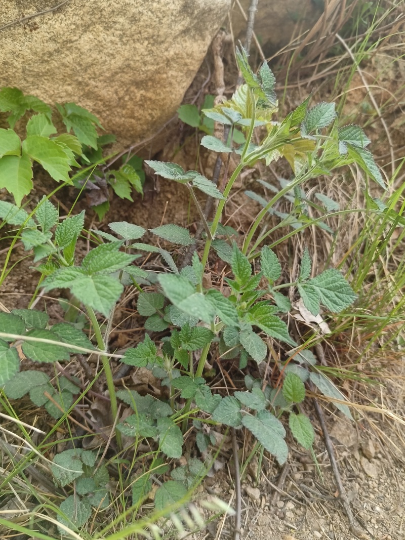 丹参条血参根选条个子河南伏牛山裕丹参