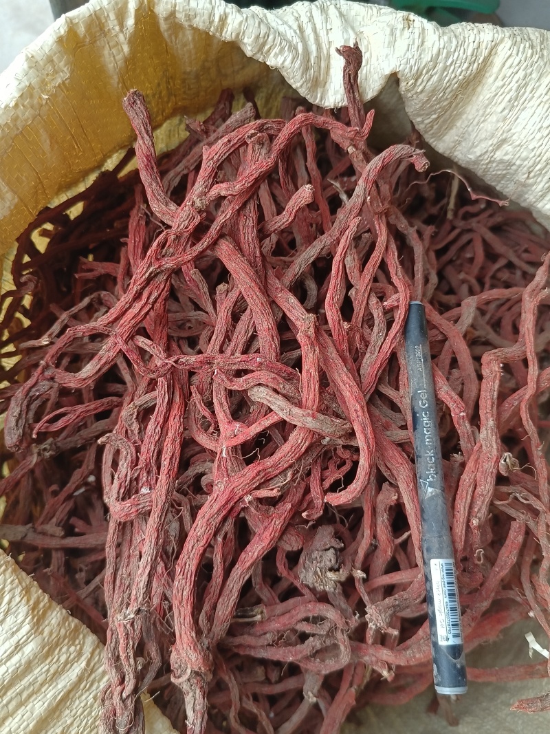 丹参条血参根选条个子河南伏牛山裕丹参